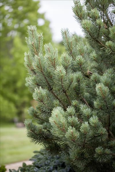 Pinus sylvestris 'Watereri'