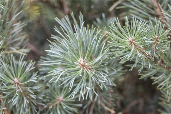 Pinus sylvestris 'Watereri'