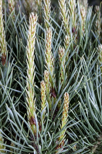 Pinus sylvestris 'Watereri'