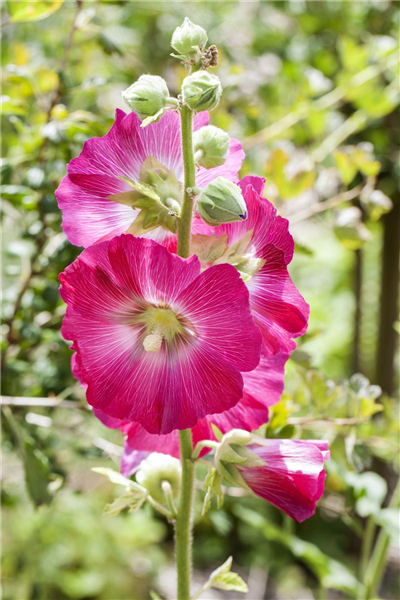Alcea rosea