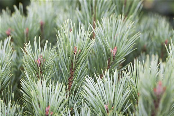 Pinus sylvestris 'Watereri'
