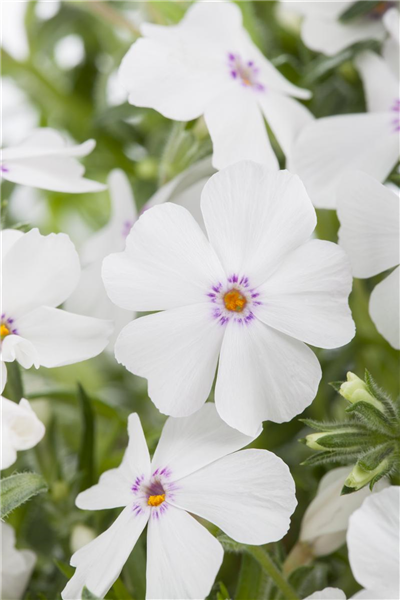 Phlox subulata