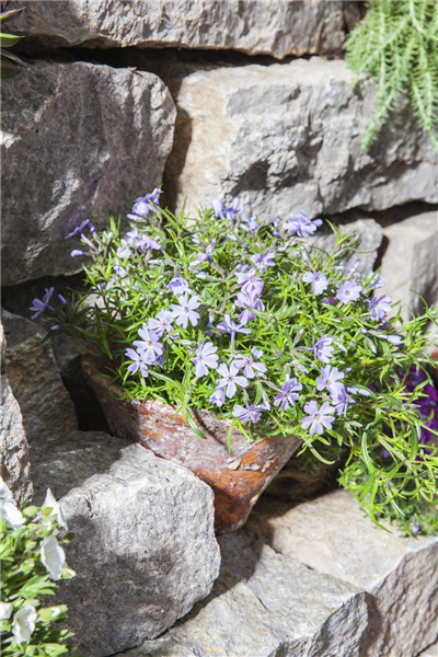 Phlox subulata