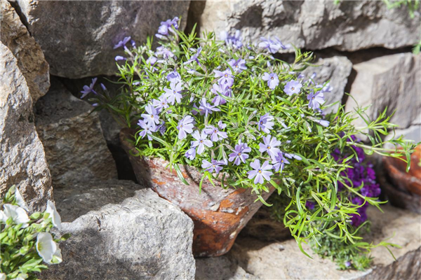 Phlox subulata