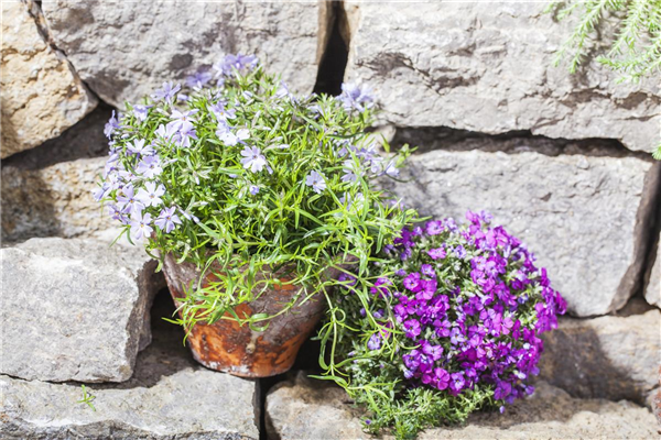 Phlox subulata