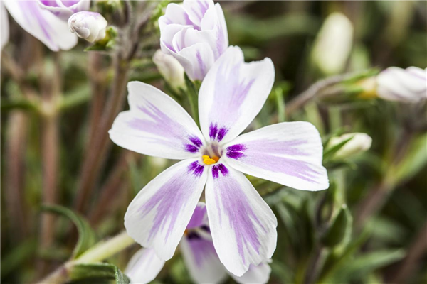 Phlox subulata