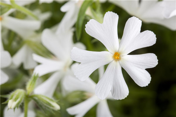 Phlox subulata
