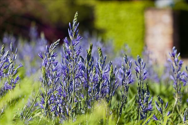 Camassia leichtlinii