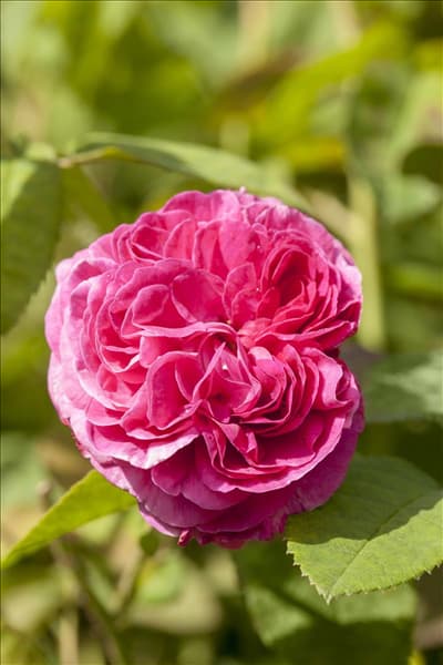 Rosa x damascena