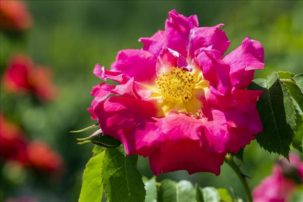 Rosa x damascena