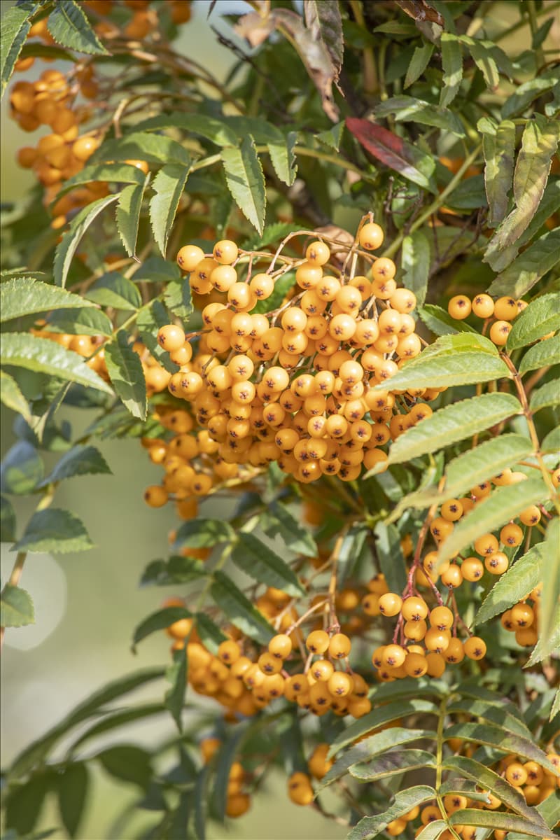 Sorbus aucuparia 'Autumn Spire'®