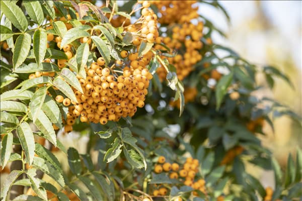 Sorbus aucuparia 'Autumn Spire'®