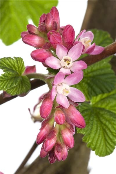 Ribes sanguineum 'King Edward VII'