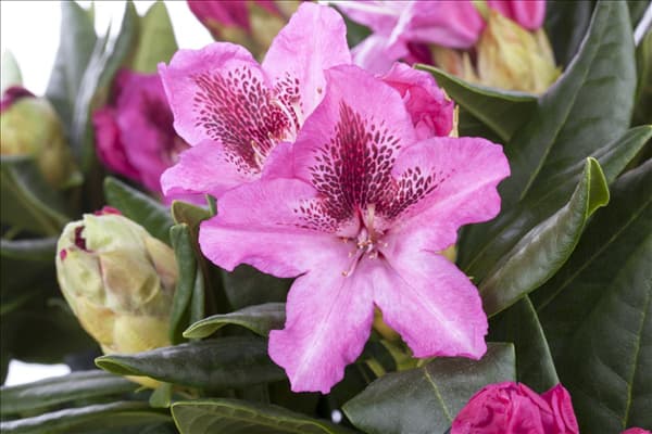 Rhododendron 'Cosmopolitan'