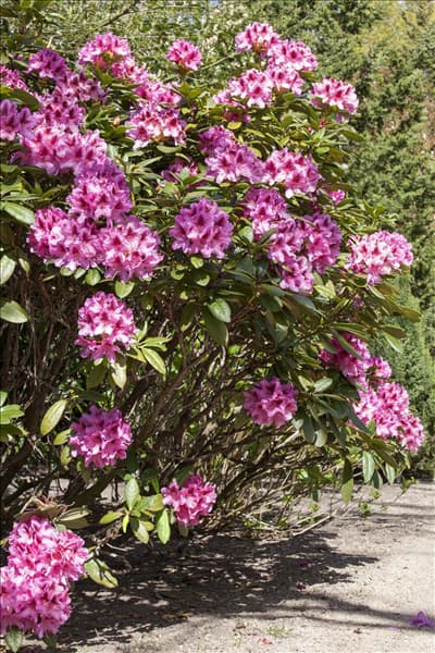 Rhododendron 'Cosmopolitan'