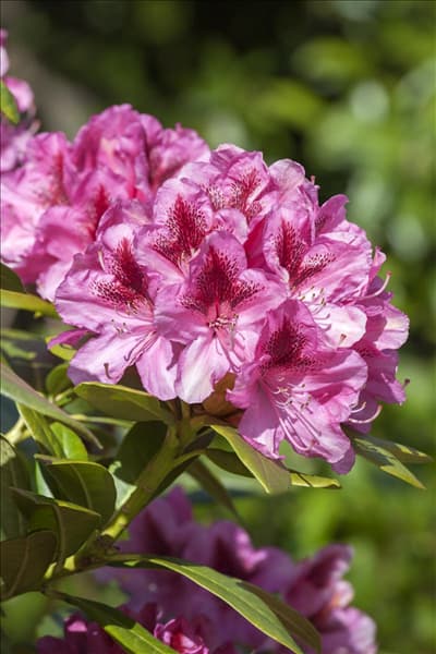 Rhododendron 'Cosmopolitan'