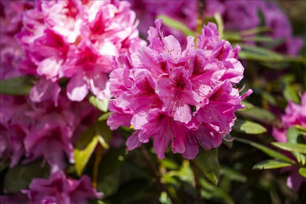 Rhododendron 'Cosmopolitan'