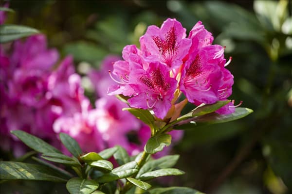 Rhododendron 'Cosmopolitan'