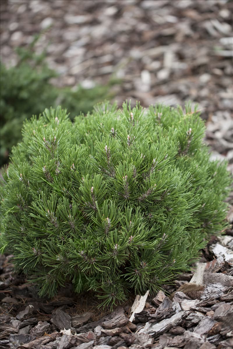 Pinus uncinata 'Heideperle'