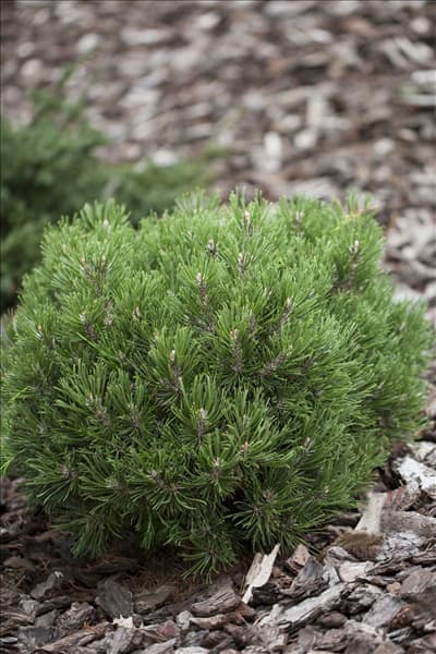 Pinus uncinata 'Heideperle'