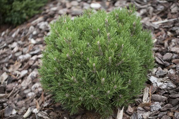 Pinus uncinata 'Heideperle'