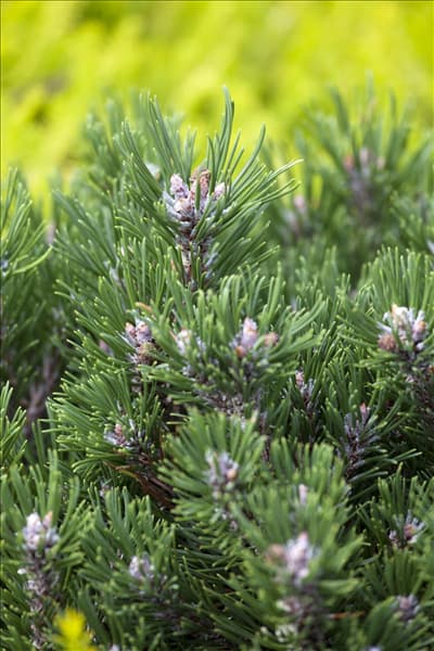 Pinus uncinata 'Heideperle'