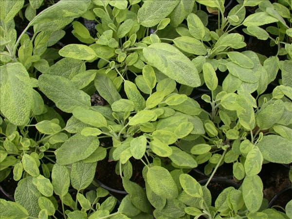 Salvia officinalis 'Icterina'
