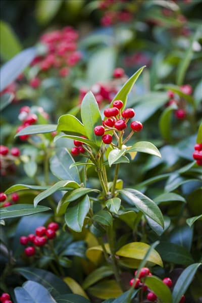 Skimmia japonica