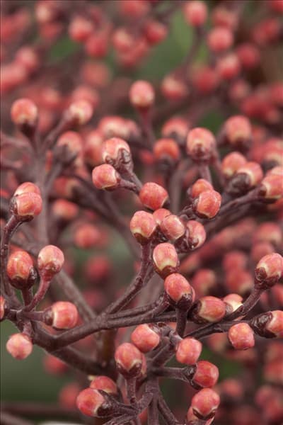Skimmia japonica