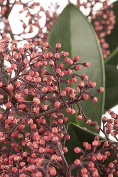 Skimmia japonica