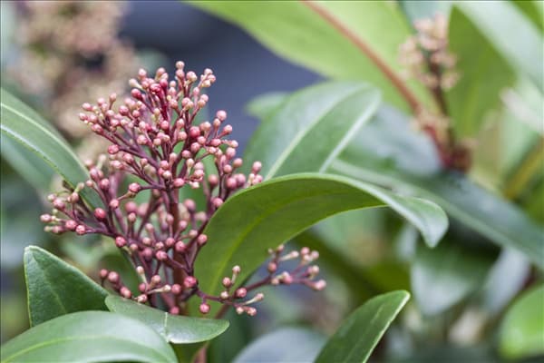 Skimmia japonica