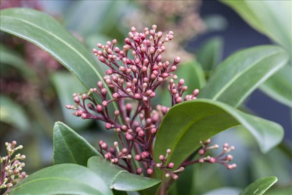 Skimmia japonica