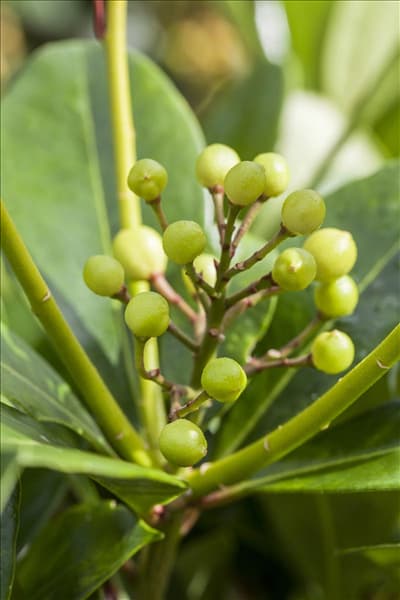 Skimmia japonica
