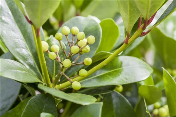 Skimmia japonica