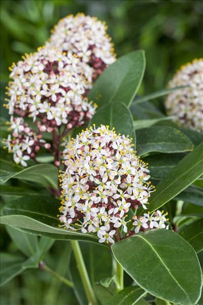 Skimmia japonica
