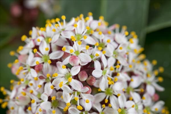 Skimmia japonica