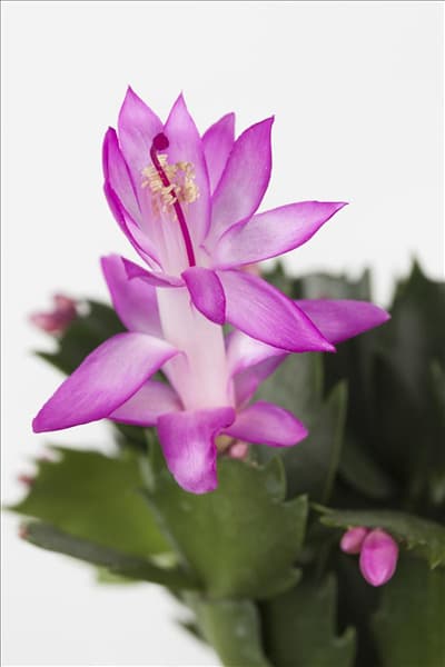 Schlumbergera bridgesii 'Thor'