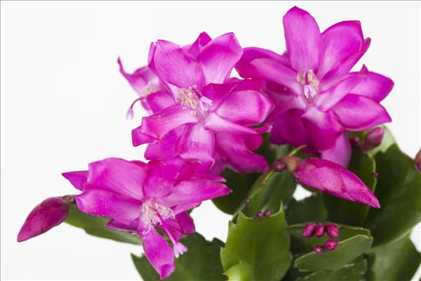 Schlumbergera bridgesii 'Thor'