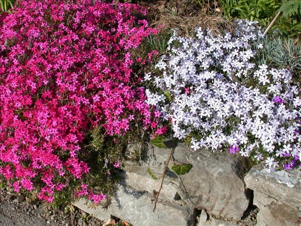 Phlox subulata, weiß