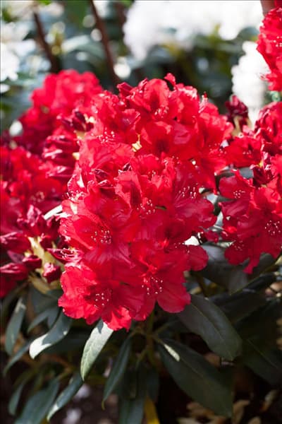 Rhododendron 'Erato'(s)