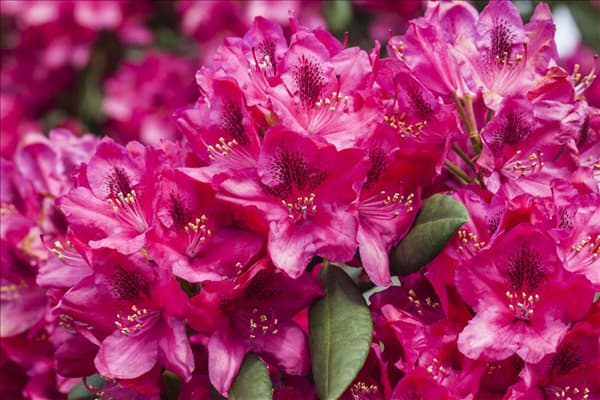Rhododendron 'Erato'(s)