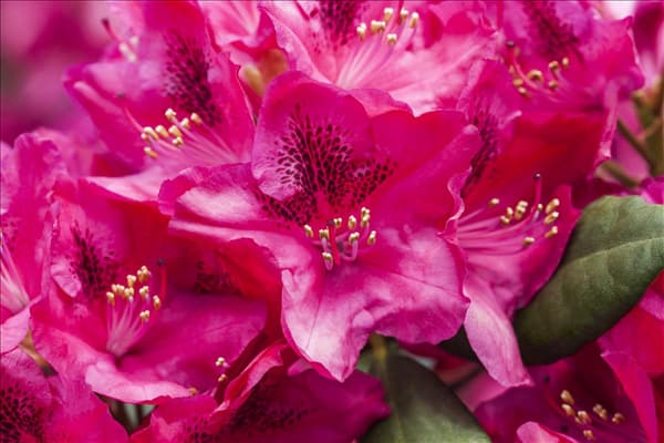 Rhododendron 'Erato'(s)