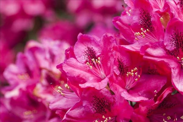 Rhododendron 'Erato'(s)