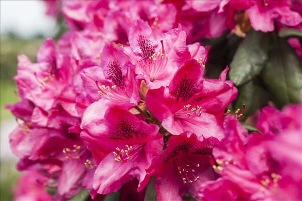 Rhododendron 'Erato'(s)