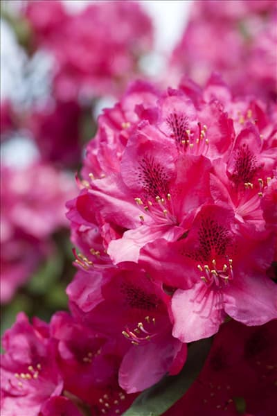 Rhododendron 'Erato'(s)