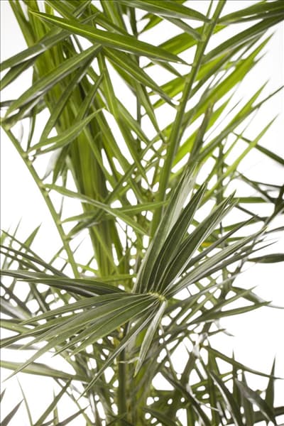 Phoenix roebelenii