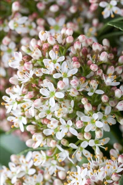 Skimmia japonica 'Marlot'
