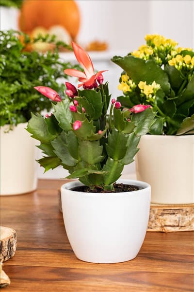 Schlumbergera bridgesii, rot