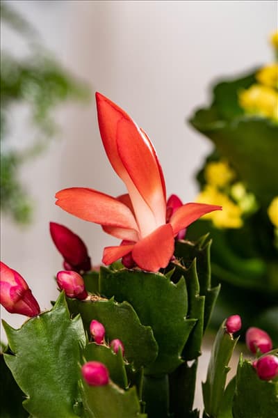 Schlumbergera bridgesii, rot