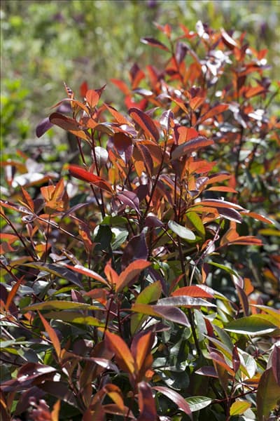Photinia fraseri